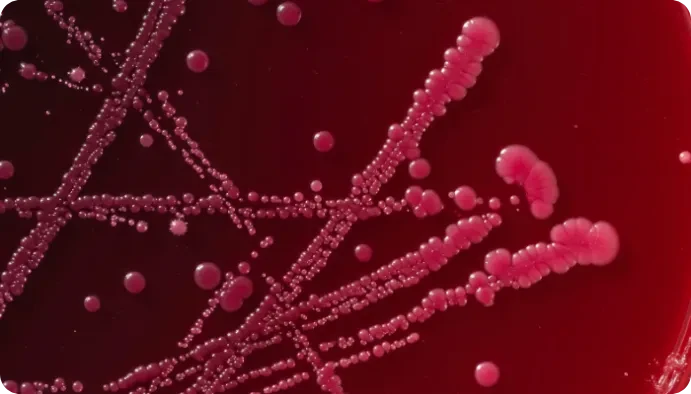 Explore the latest research with Don Whitley Scientific